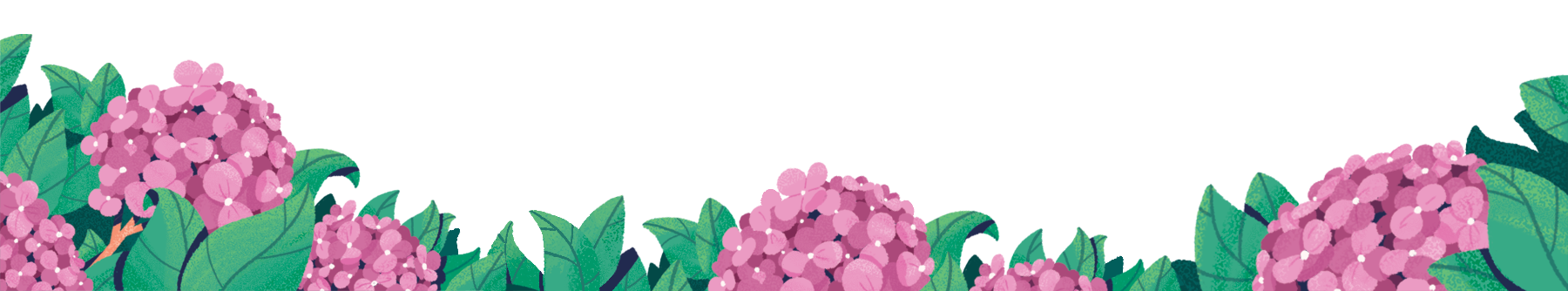 Hydrangeas illustration